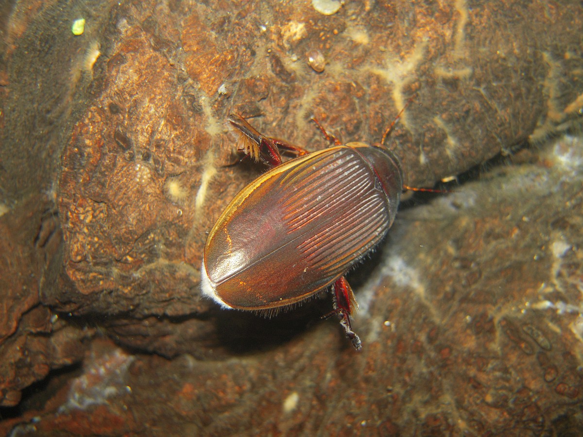 Dytiscus dimidiatus
